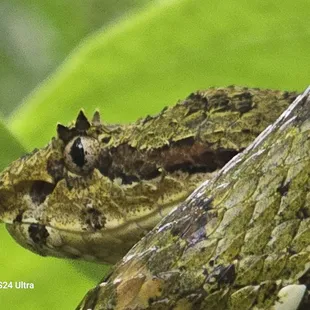 Eyelash Viper. 5th most venomous snake in the world.
