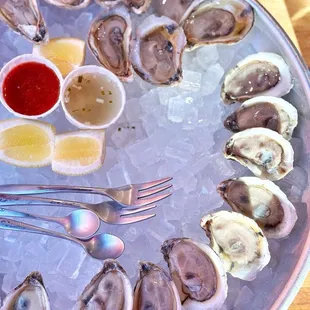 Oysters