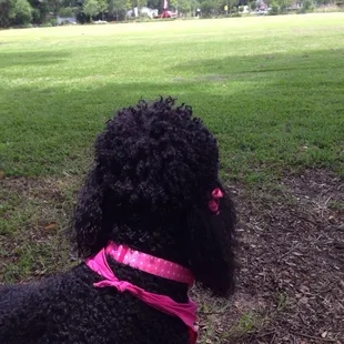 Fishweir Park