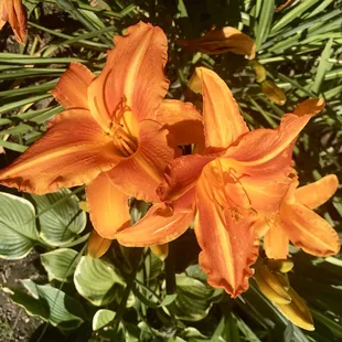 orange flowers in a garden