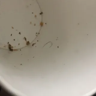 Little Fries
