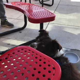 Tables outside so we could bring our dog after we went for a walk!