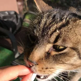 Some more pictures of Milo the cat, Promise (Grey), and Mushroom (bay.)