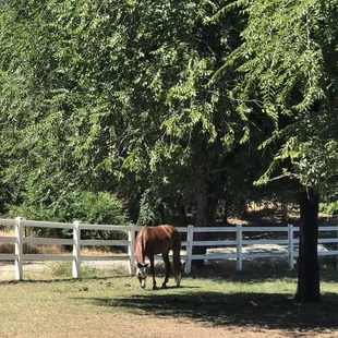 Beautiful green pasture.