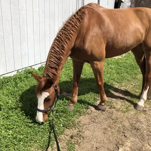 One of the beautiful lesson horses: Nixie.