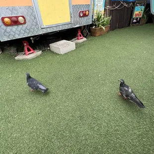 two pigeons on artificial grass