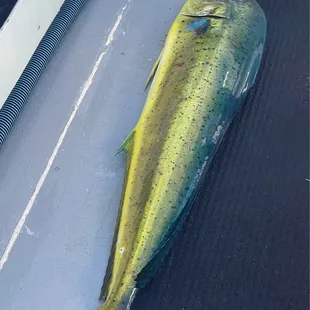 Big Mahi