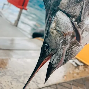 Pacific Blue Marlin!