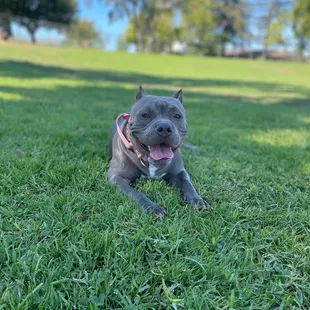 My puppy