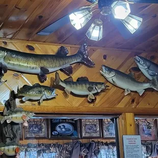 fish mounted on the wall