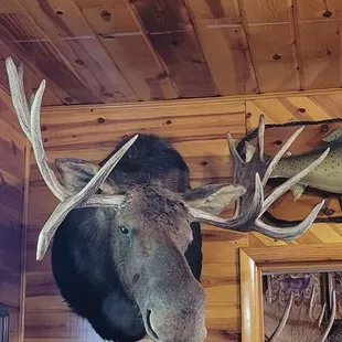 a moose head mounted on a wall