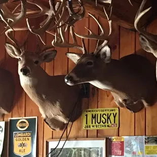 deer heads mounted on the wall