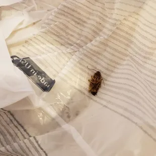a bed bug on a bed