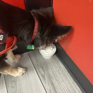 They always gift my puppy a whip cream cup for free! The nicest folks
