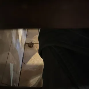 a small bird sitting on the floor