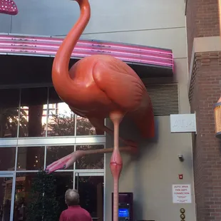 Flamingo