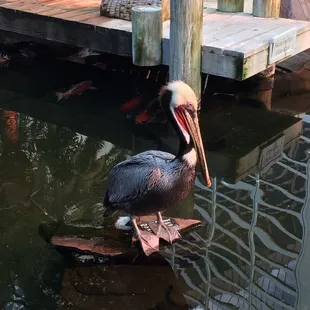 Another bird in the pond