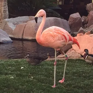 Real flamingo