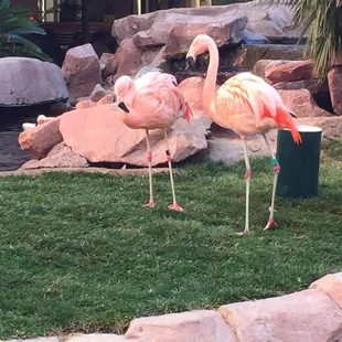 Flamingos together