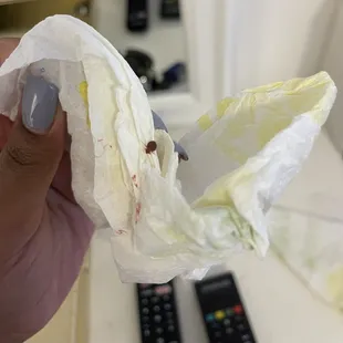 PICTURES OF THE BED BUG WE BROUGHT BACK FROM VEGAS !