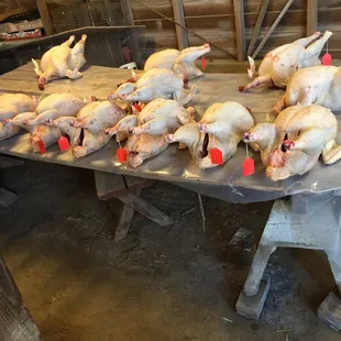 a bunch of chickens on a table