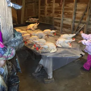 two young girls feeding chickens