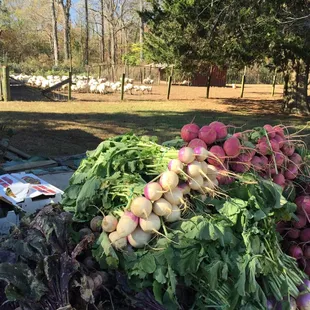 a pile of radishes and other vegetables