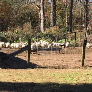 a herd of sheep in a fenced in area