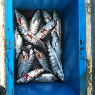 Look at all those stripers!