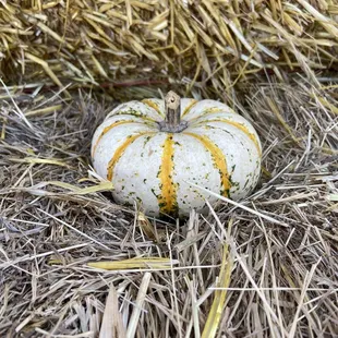 Free mini pumpkin or gourd with the price of admission!