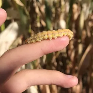 Caterpillar