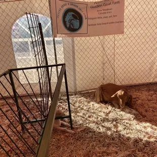 Petting Zoo