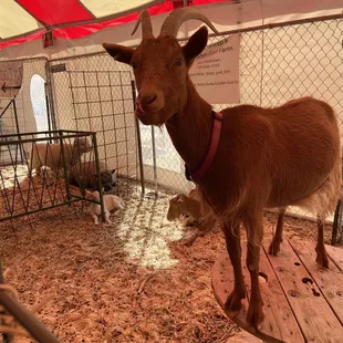 Petting zoo