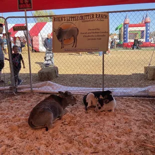 Petting zoo