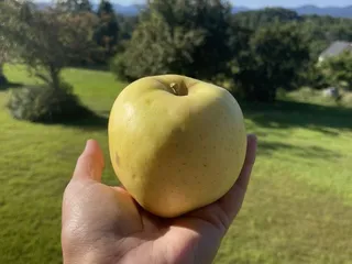 North Carolina Apple Festival