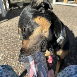 Happy pup!