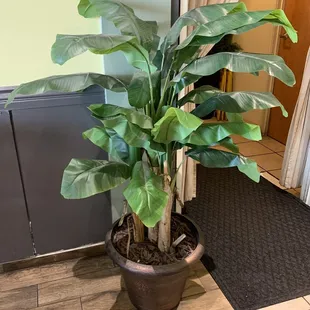 10/23/22 it almost looks real