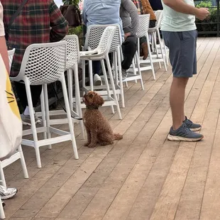 Doggo
