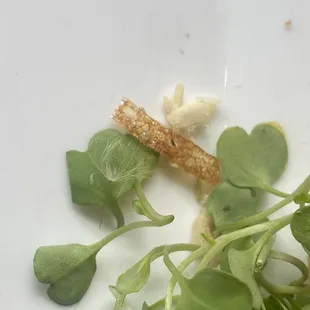 Dandelion seed in my micro greens :)