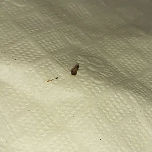 Dead bug in bag on napkin.