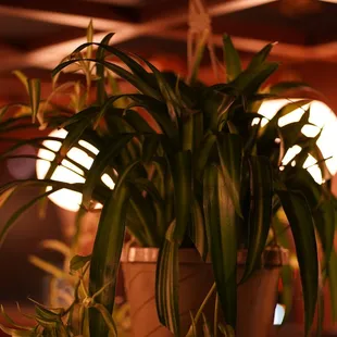 ramen and noodles, interior