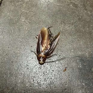 Cockroach buddy