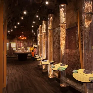 Visit our Underground Forest and learn about life under our feet!
