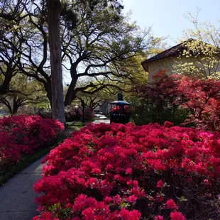 Dallas used to be covered head to toe in Azelias. Not as many anymore but enough to enjoy!