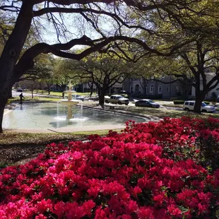 Azaleas in Dallas are beginning to bloom!