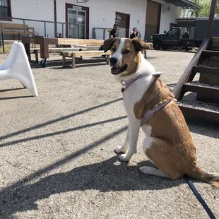 Ella enjoying the sun