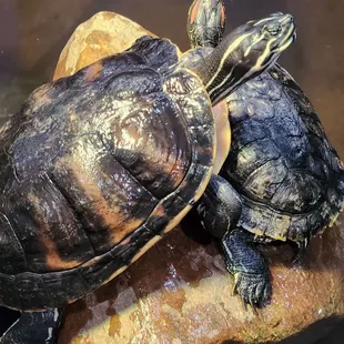 food, burritos and wraps