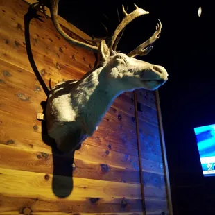 a deer&apos;s head mounted on a wooden wall