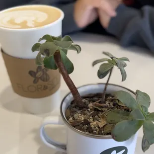 a small plant in a coffee cup