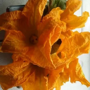 Only seasons pumkin flower quesadillas with epazote